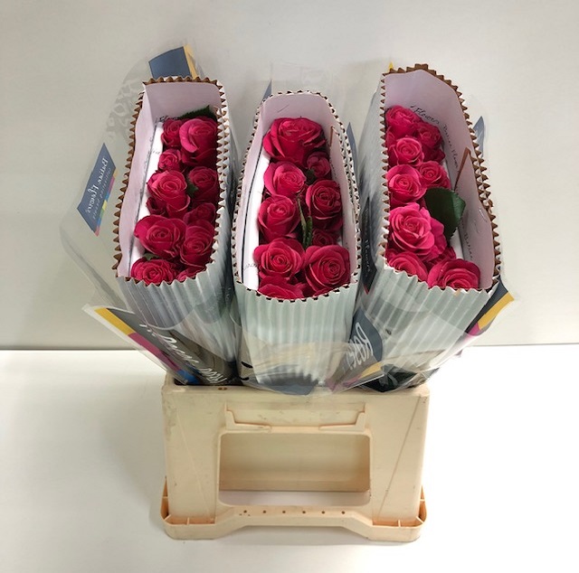 Rosa gr tacazzi BT.jpg